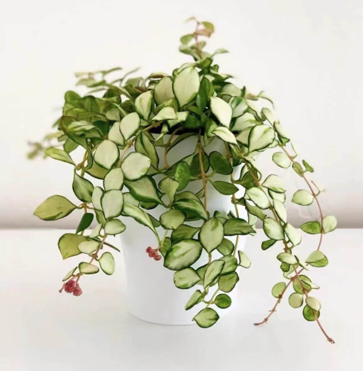 休斯科尔内锦休斯科尔外锦红烧麦外锦球兰粉色阳台趣味夏季盆栽