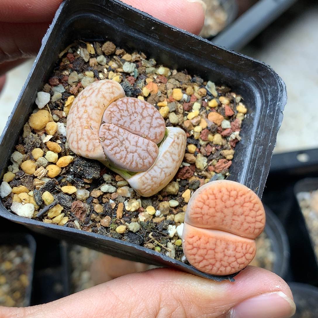 Y105多肉植物保护