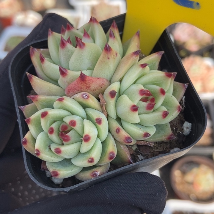 902蓝龙多肉植物保护