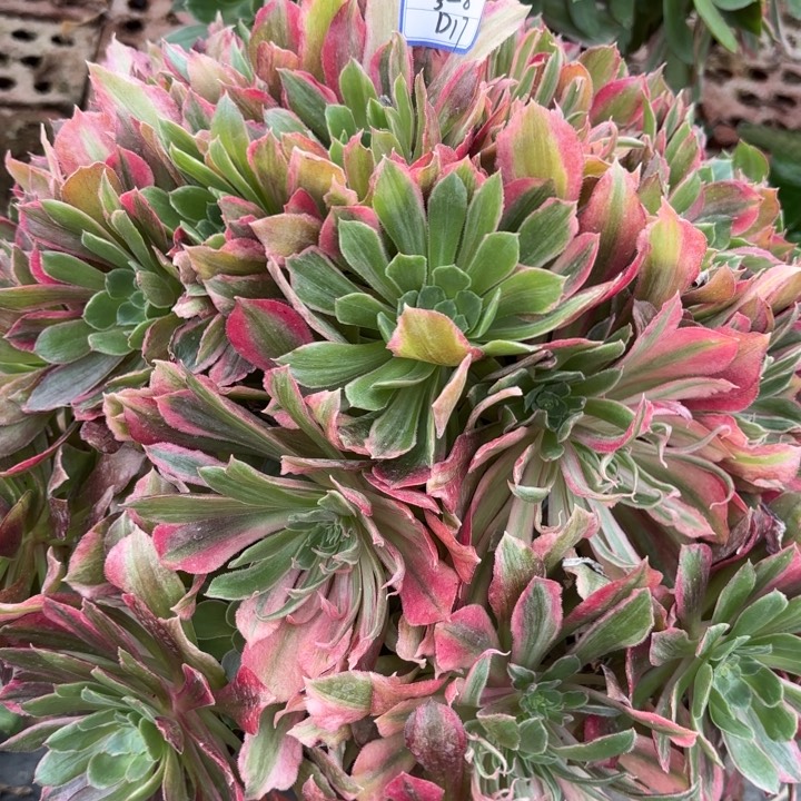 文*静光辉多肉断枝不包17