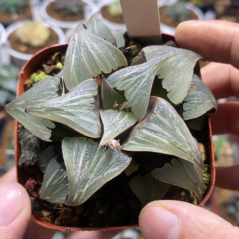 【闪购商品】84泉水