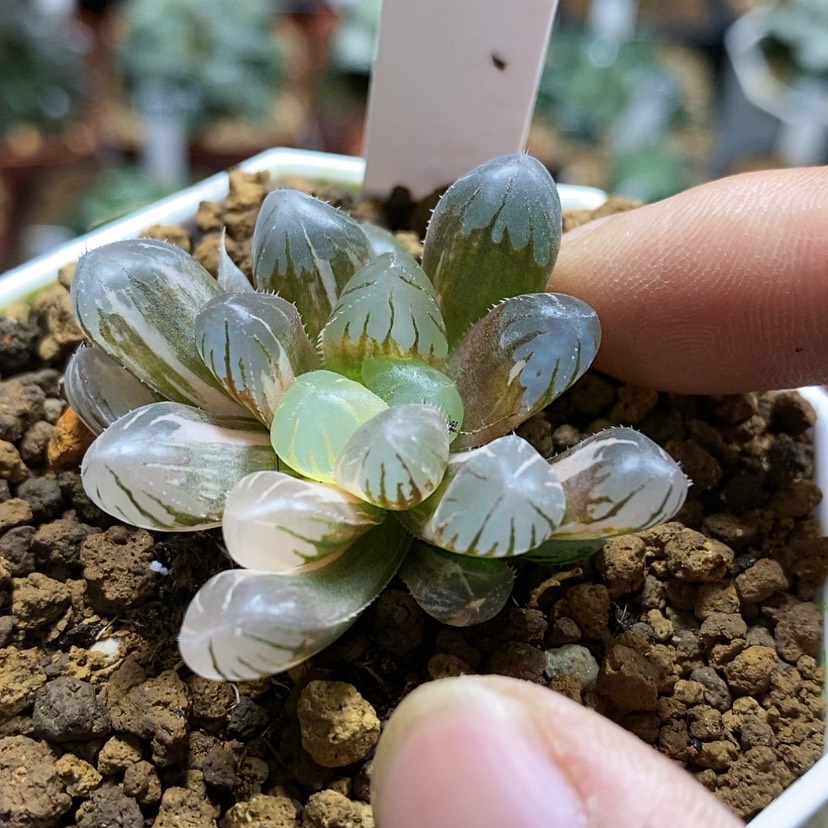 【闪购商品】317实生