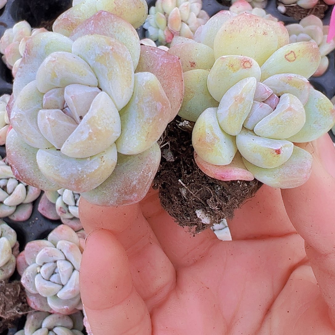 姥姥冰玉7颗混发植物