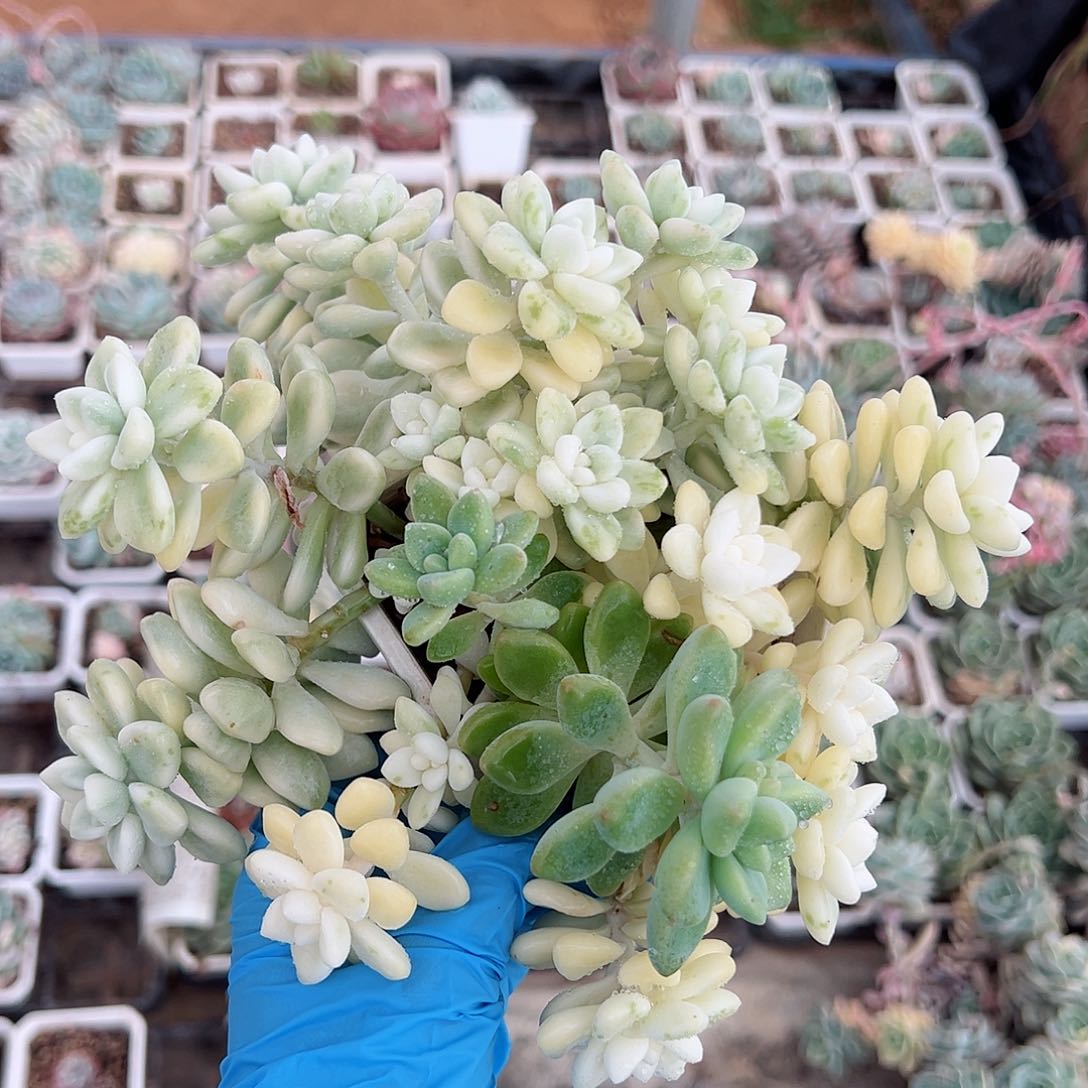 雪酪蛋糕锦，群生