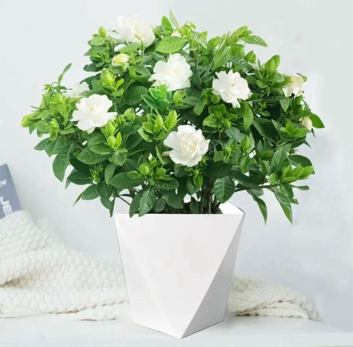 【带花盆栀子花】花卉植物四季开花好养绿植室内盆栽水培土培易活