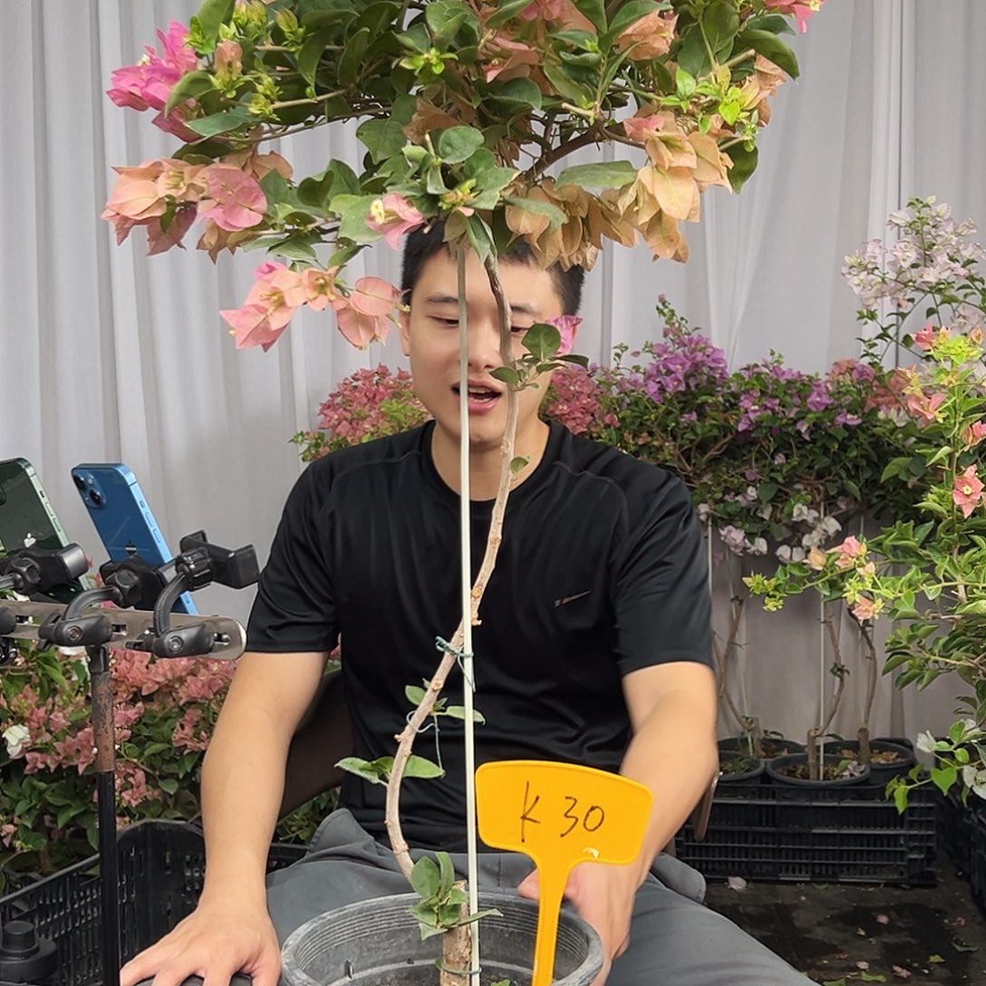 瞬***时当前无花栽培后可以开花K30米罗