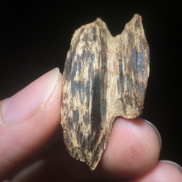 海南尖峰岭沉香，虫漏树心不沉2克