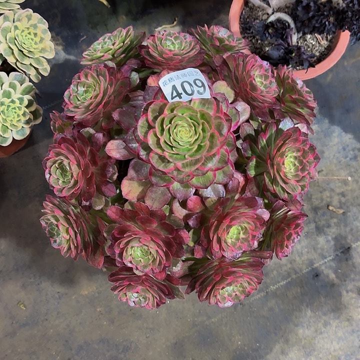 红陶莲花座409000