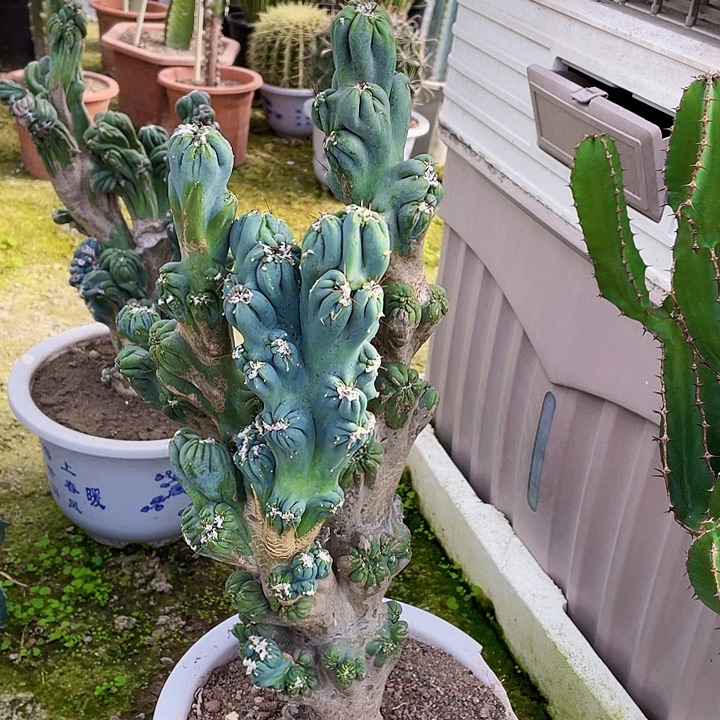 m***u完全开放紫云罗汉裸根发货