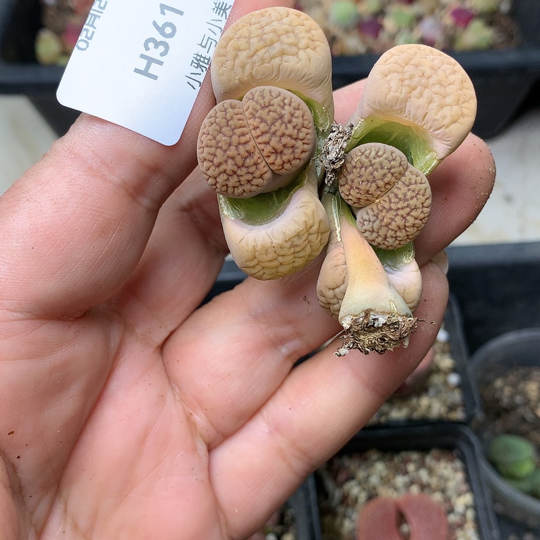 H361多肉植物保护研究所