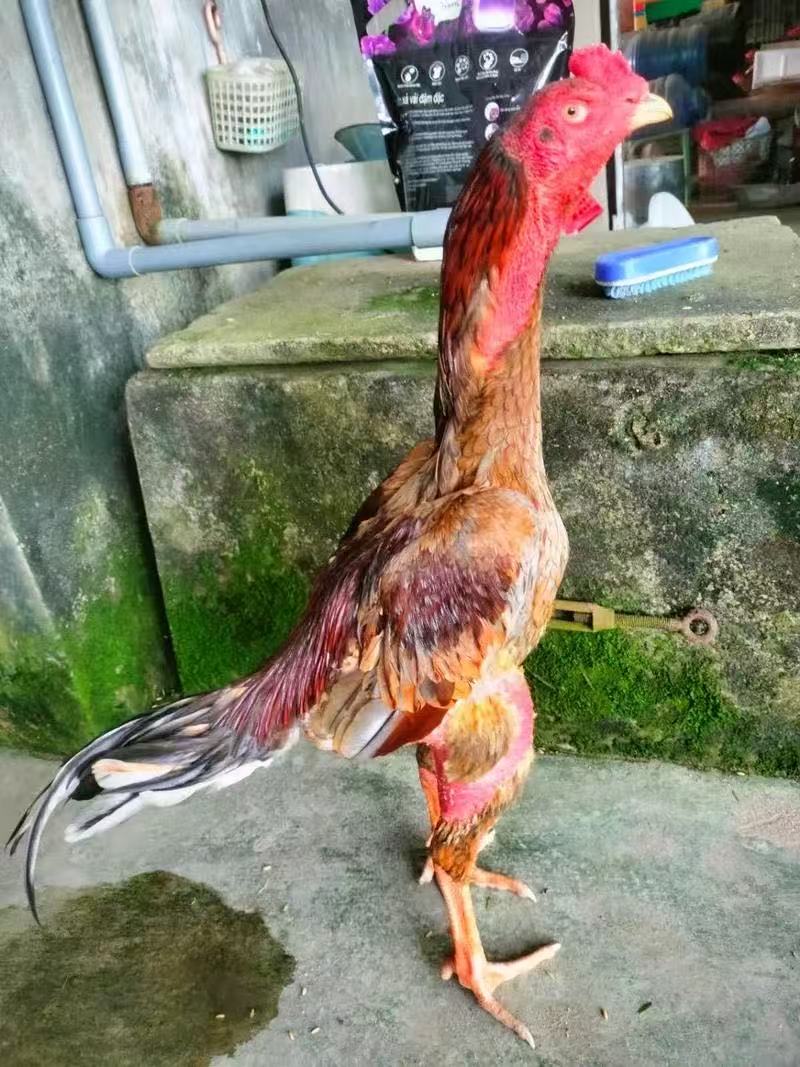 纯种斗鸡成年鸡肉 散养土鸡肉