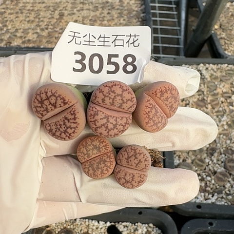 ?****3058，源氏玉脱土发货