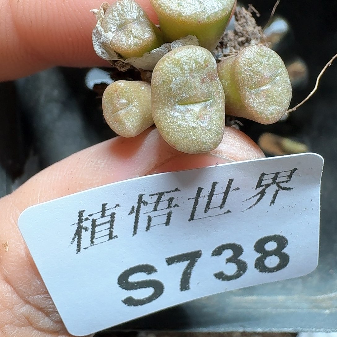 738号多肉植物哇cv