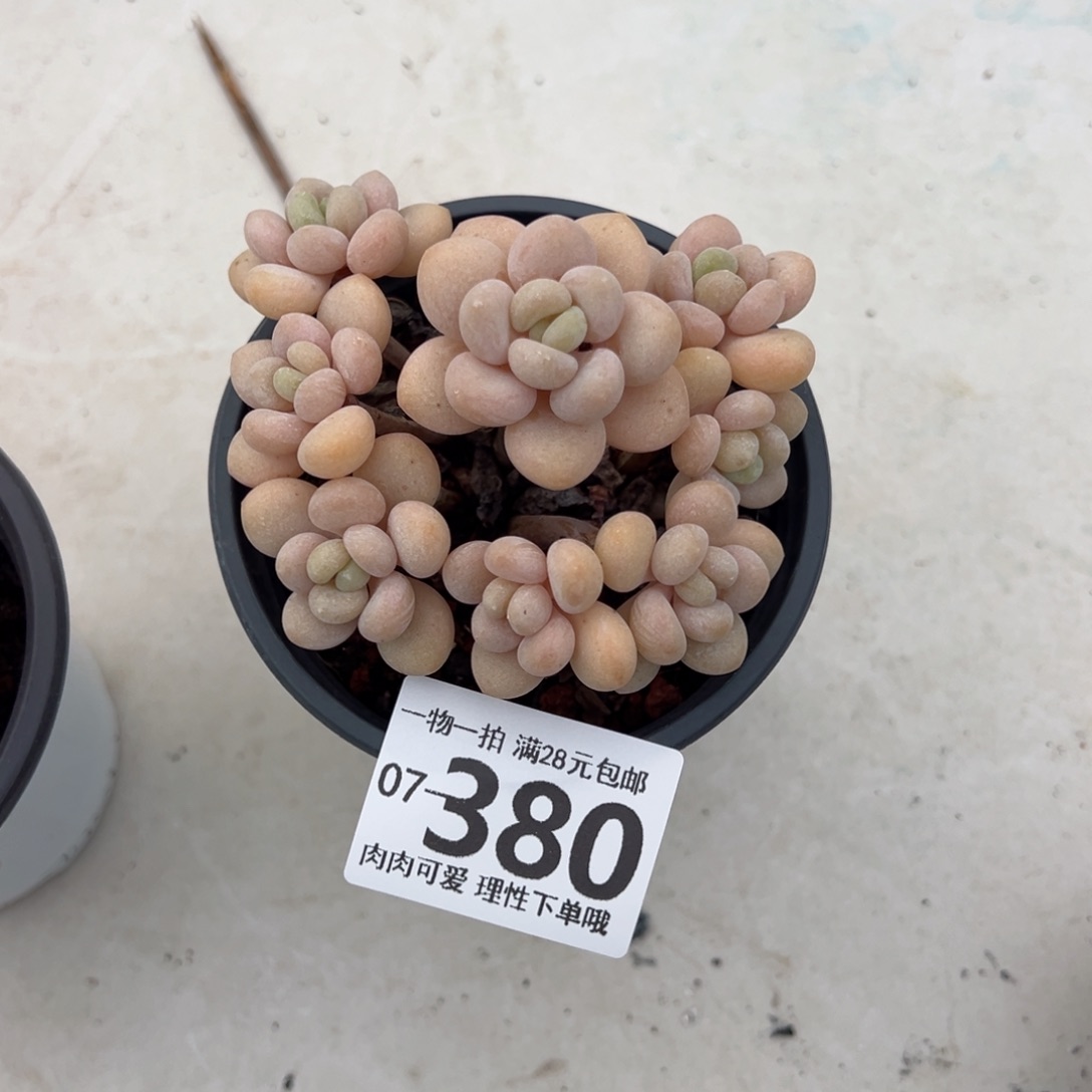 奶白糖多肉多肉多肉多肉