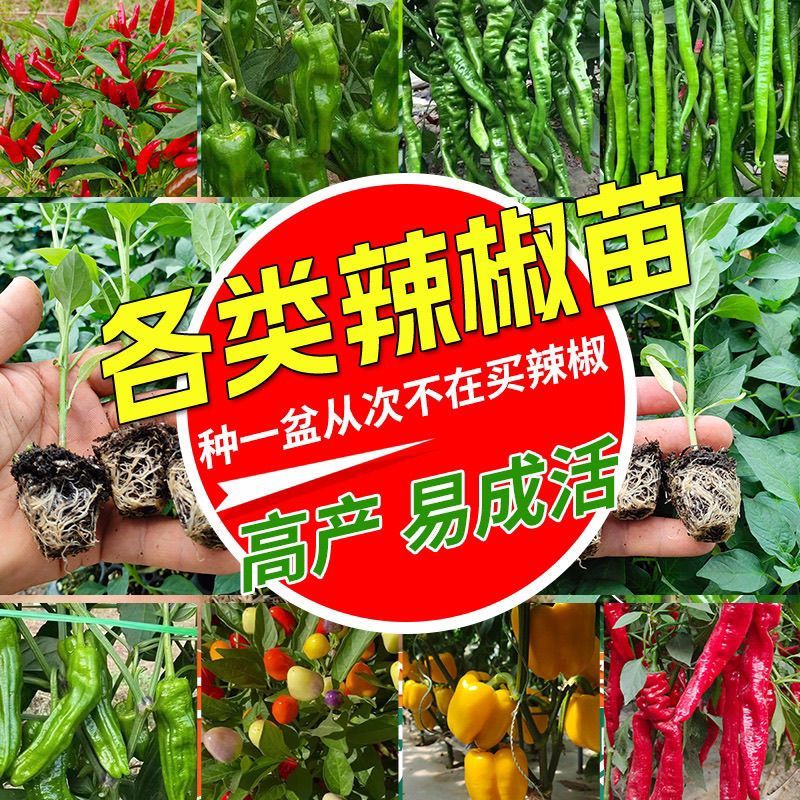 辣椒苗混合辣椒苗菜苗秧苗四季七彩朝天椒苗灯笼小米椒薄皮正宗