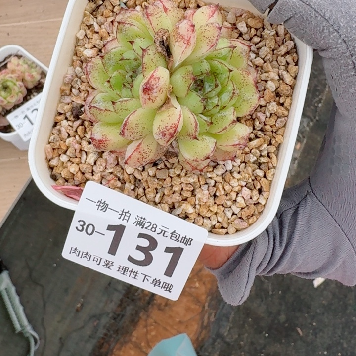 赤水晶多肉多肉植物多肉多