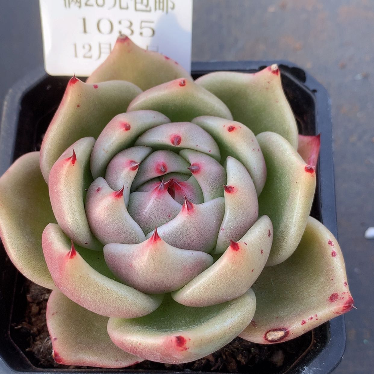 【闪购商品】云1035号