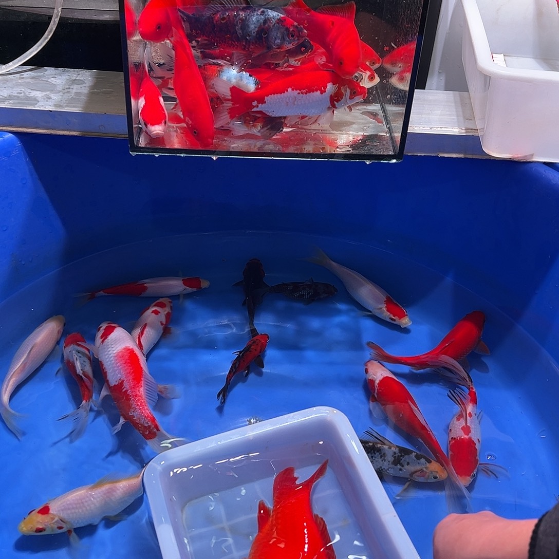 厂***∧海水鱼观赏鱼福利多多啊
