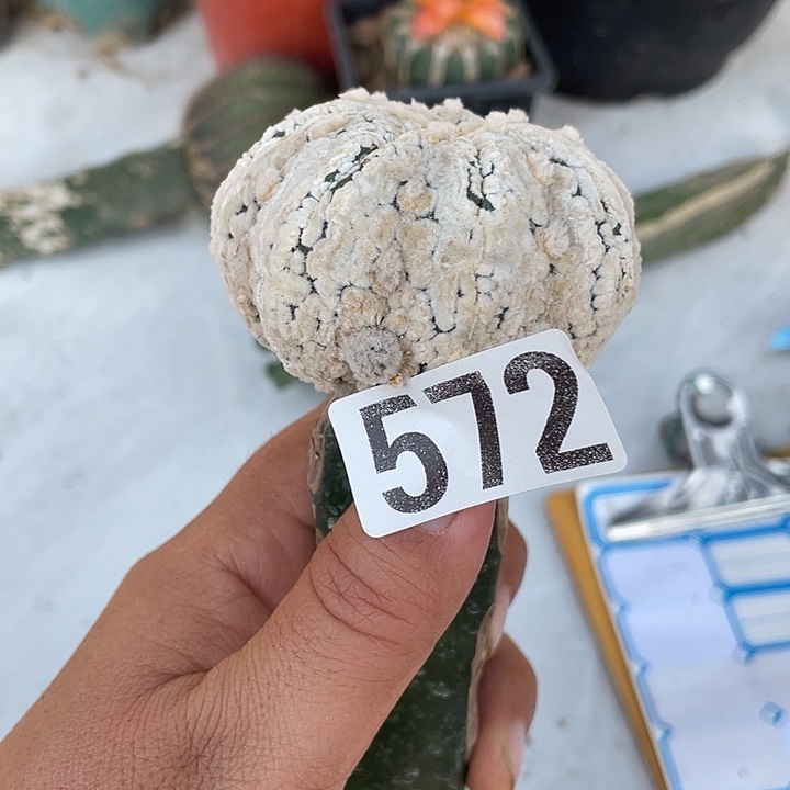 三角嫁接海星浓白572号