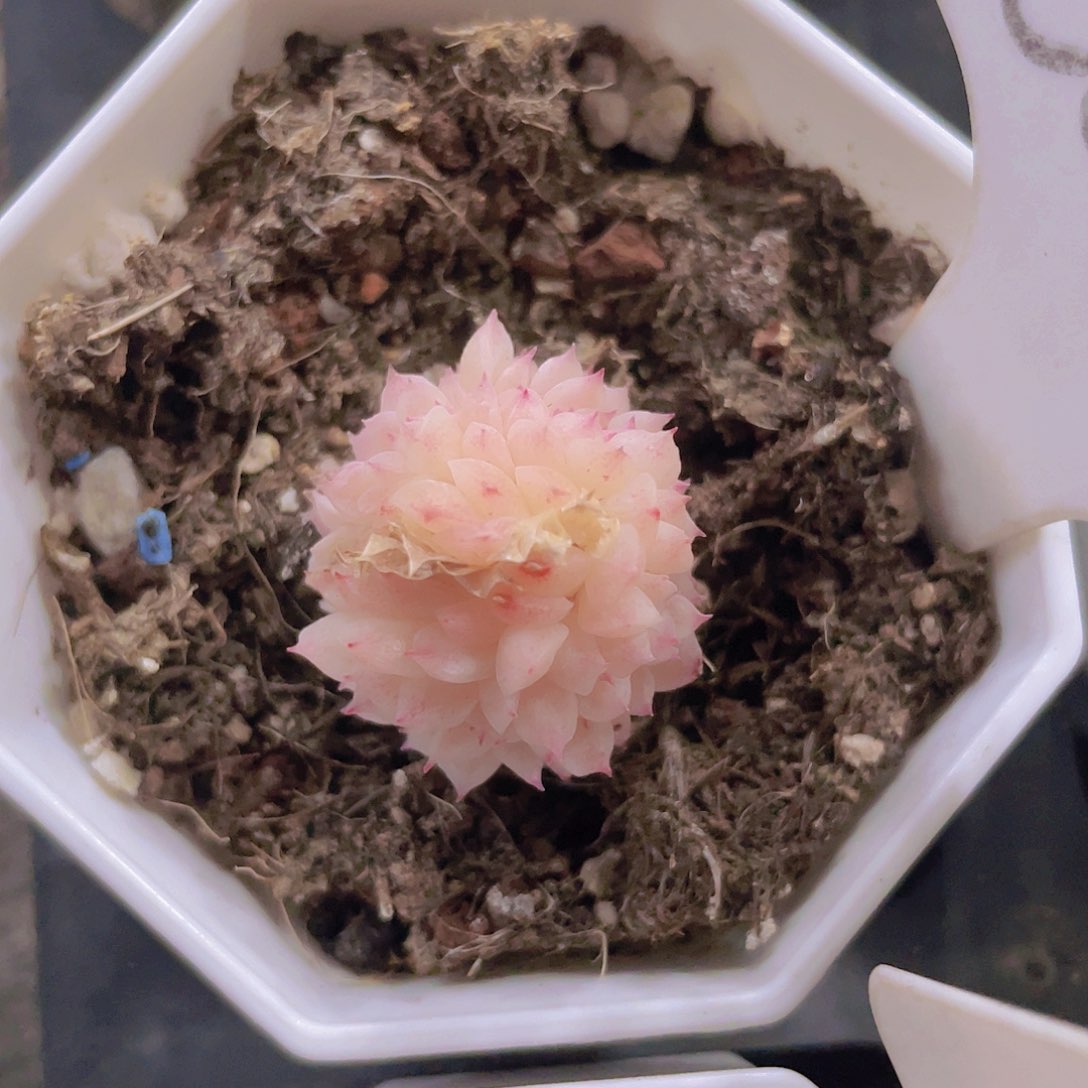 白女王缀e068一物一拍