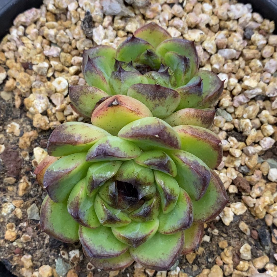 精品多肉一物一拍不包整284