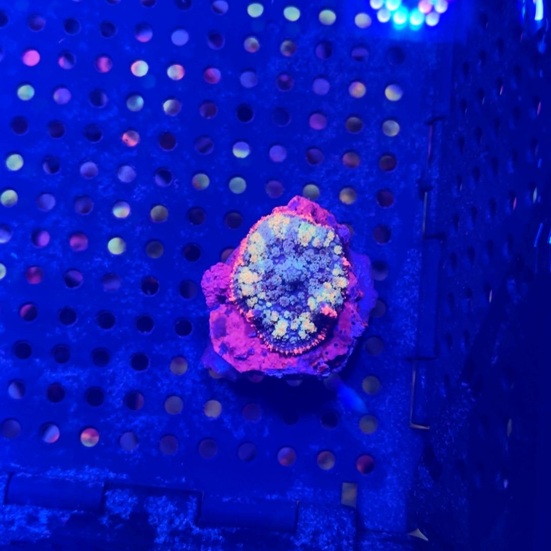 小***琦纽扣珊瑚东帝汶烟花马蹄菇