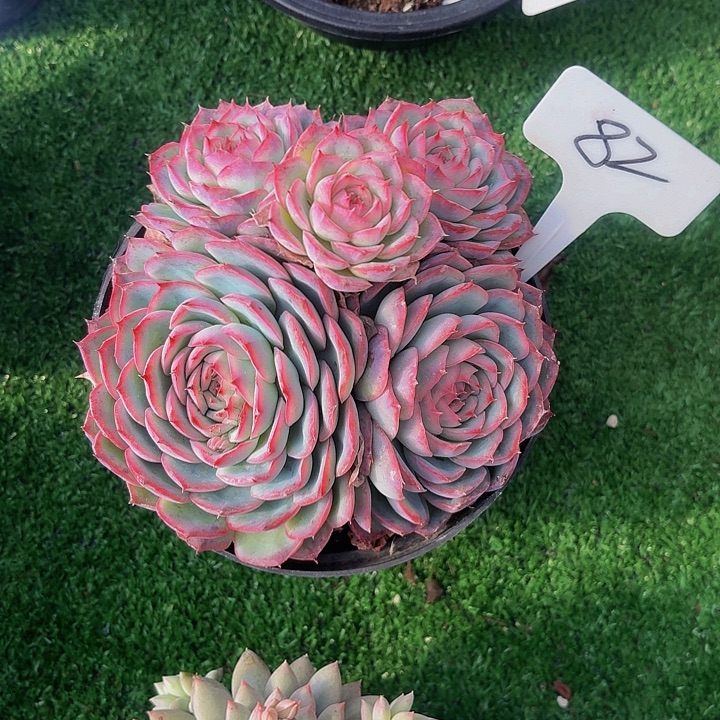 暮***雨丽娟花卉侧影多头