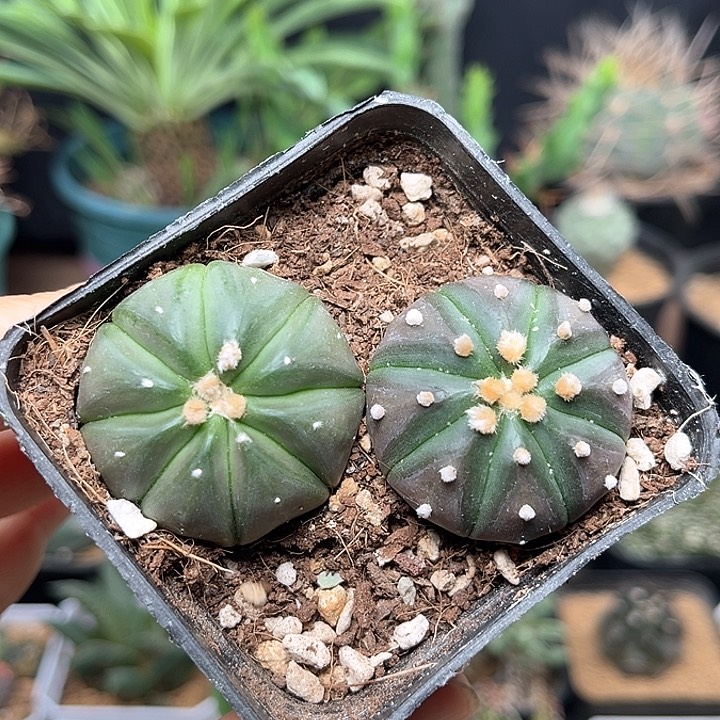 无花朵紫皮兜实生球2颗