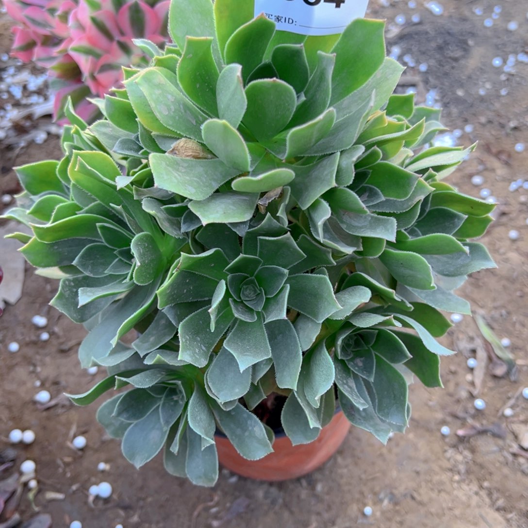 354香腹多肉植物法师