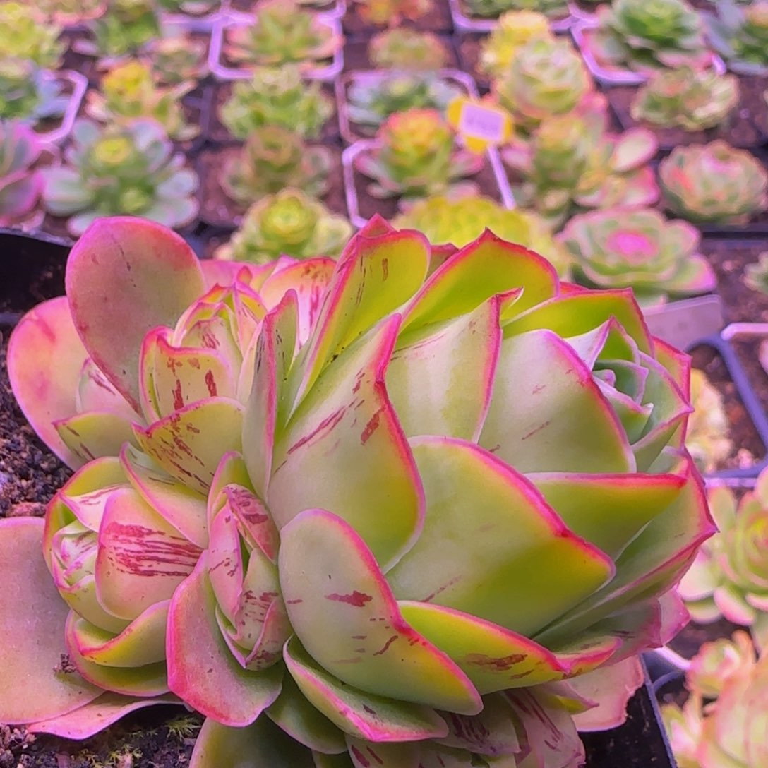 福利4247686767686868683