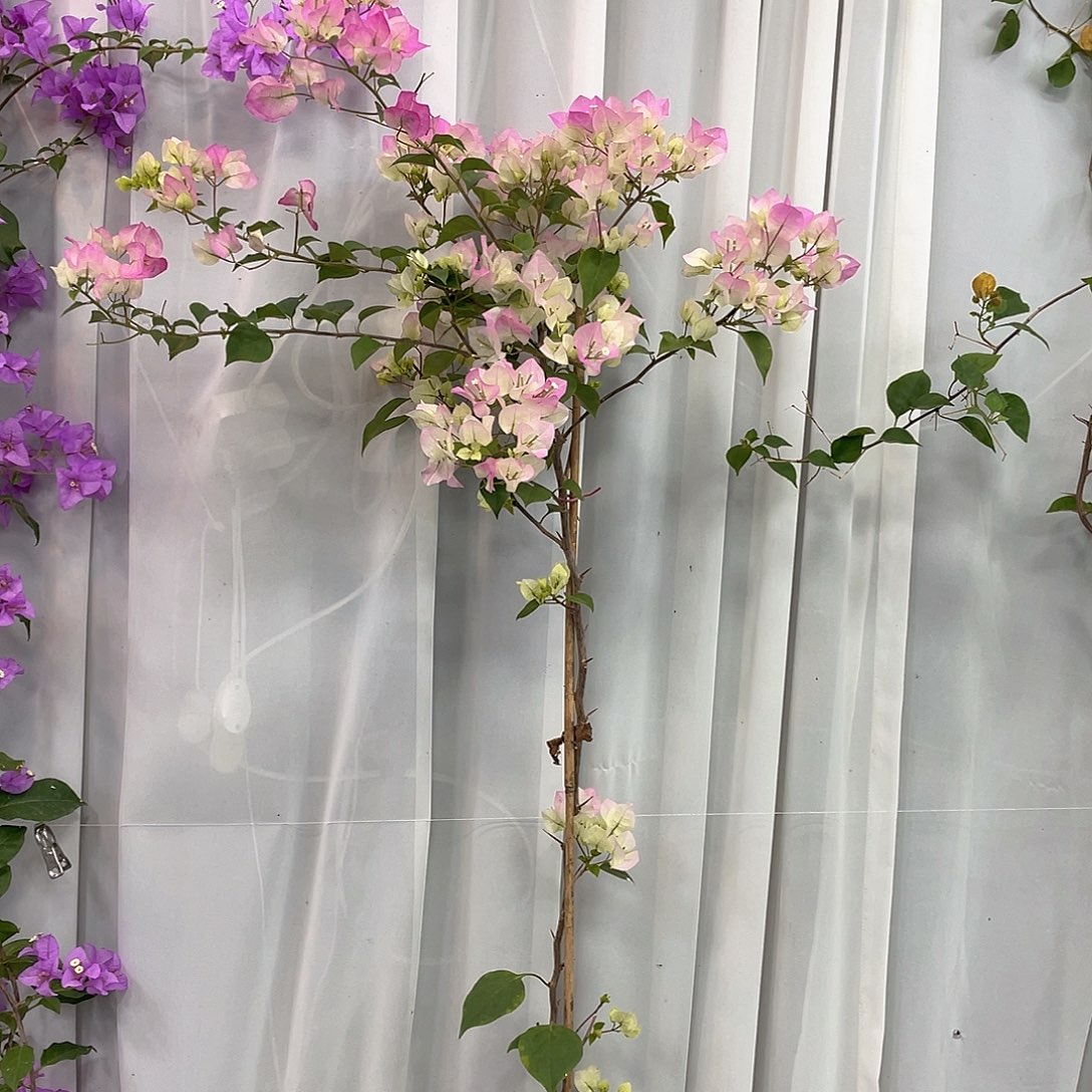 完全开放绿樱和他