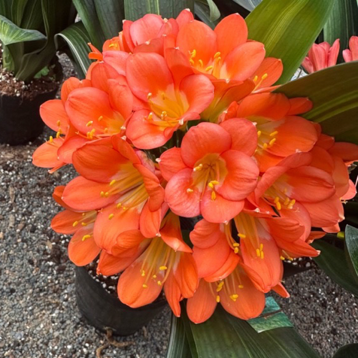 君子兰大苗带花苞盆栽一物一拍 精品四季常青室内办公室好养绿植