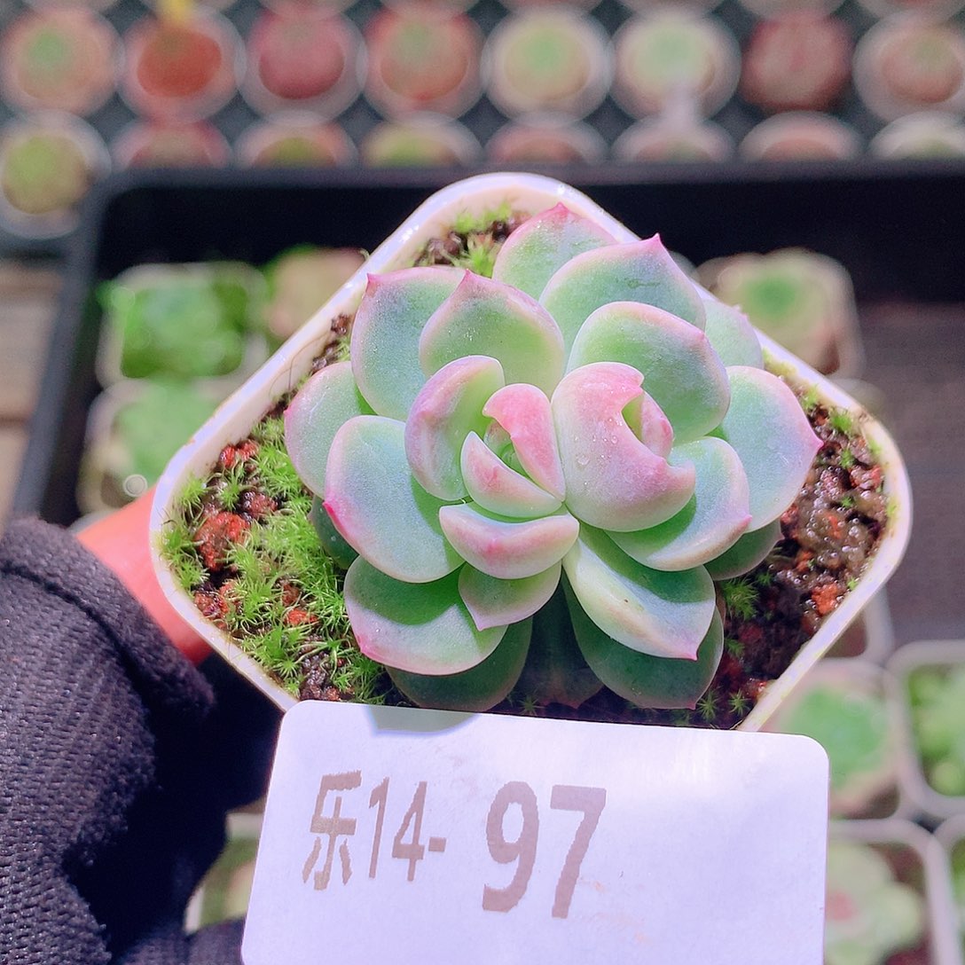 乐然14-97 新品单头 