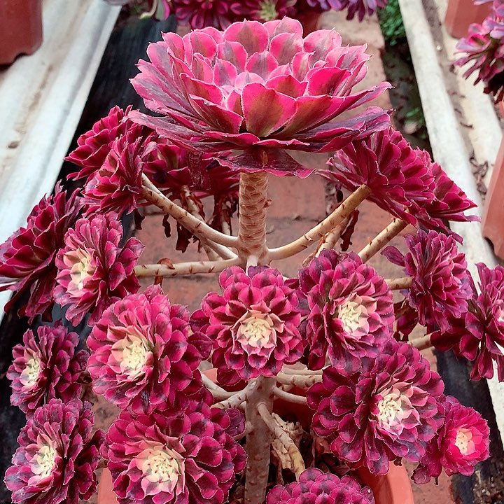 红超白，多肉植物