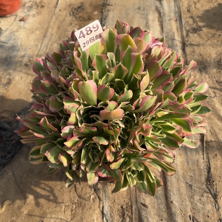 白凤……多肉植物……