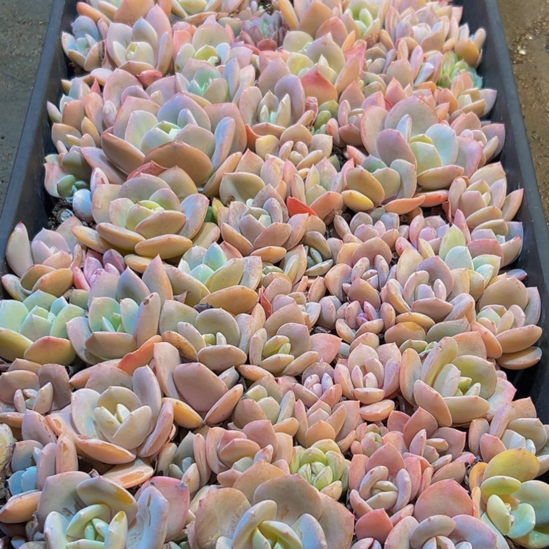 017大热的小伙伴们