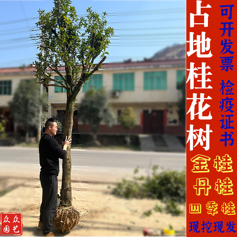 桂花占地树桂花大树金桂丹桂四季桂银桂八月桂花地栽庭院绿植花卉