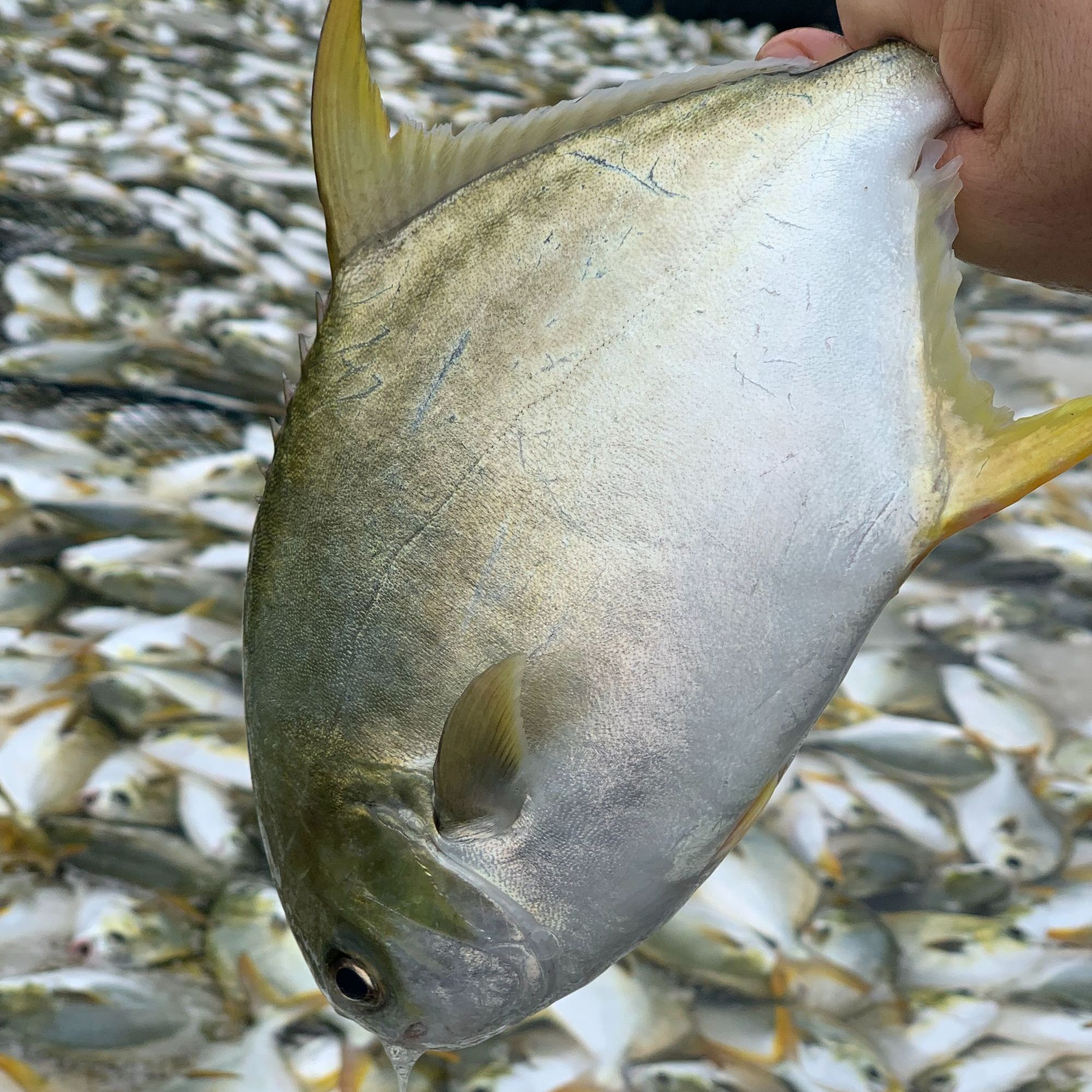 7条深海金鲳鱼广东海鱼鲜活速冻非活发不杀 300g-350g/条