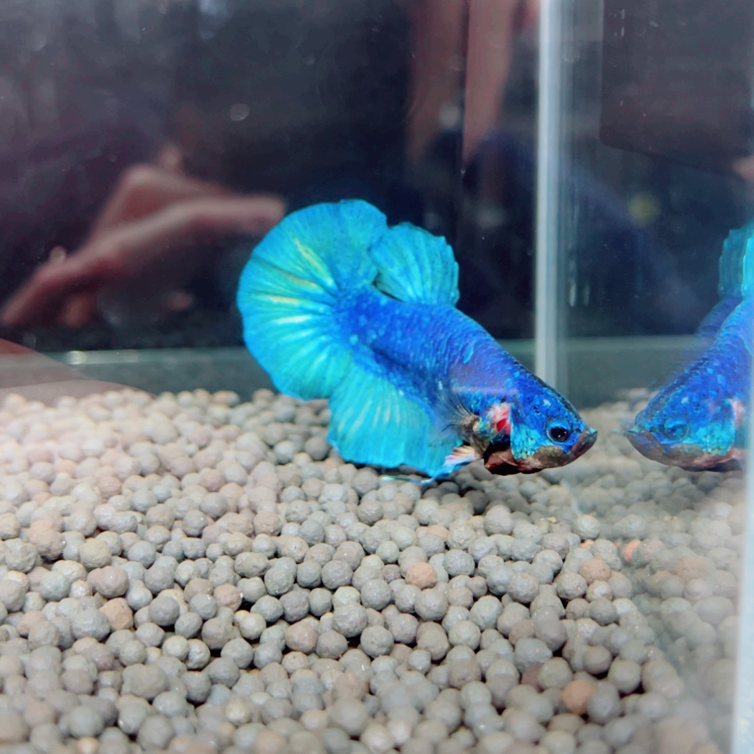 海水鱼福利价格精品巨斗巨型斗鱼