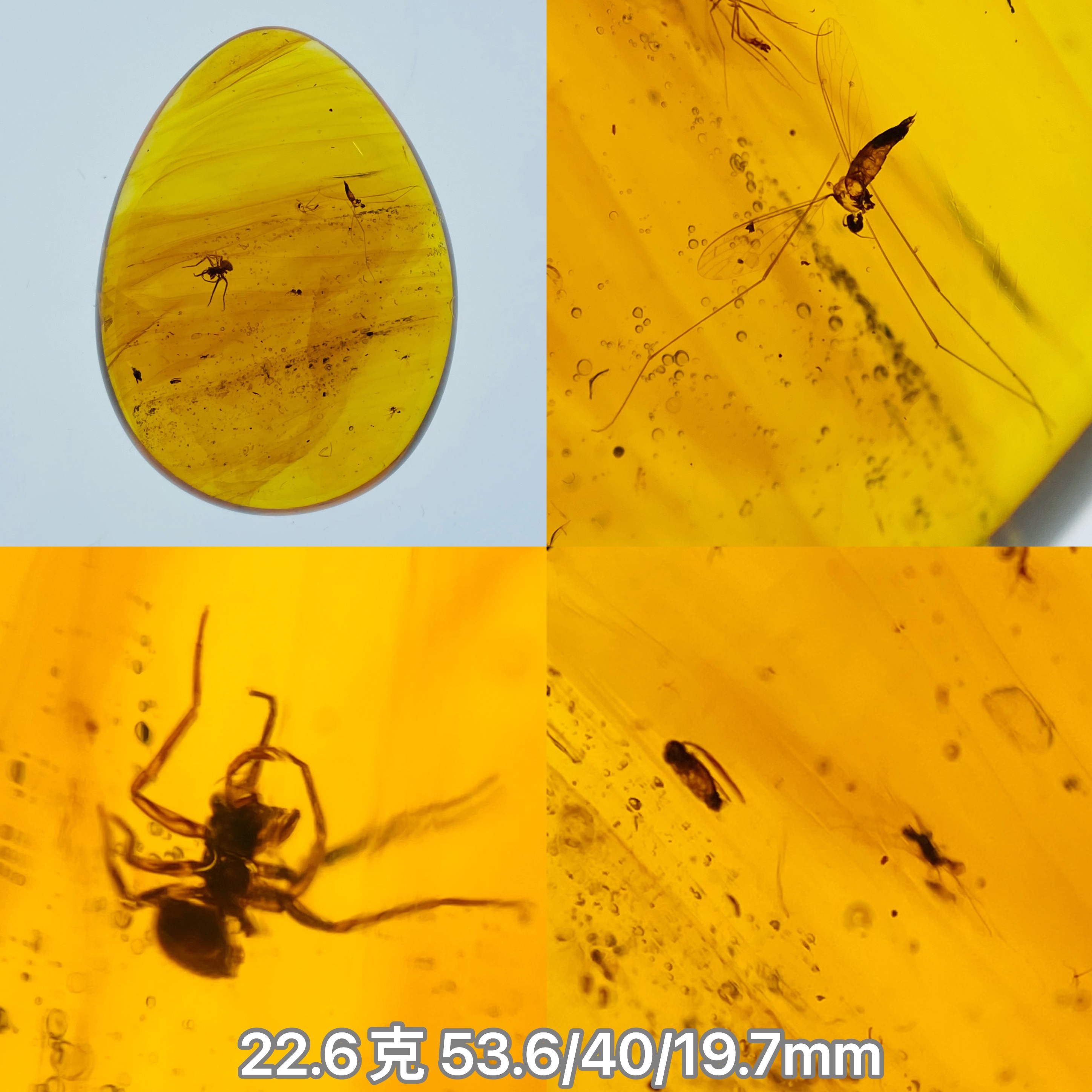 【小伊琥珀】22.6克虫珀吊坠（蜘蛛/长脚蚊/啮虫/蚊子）
