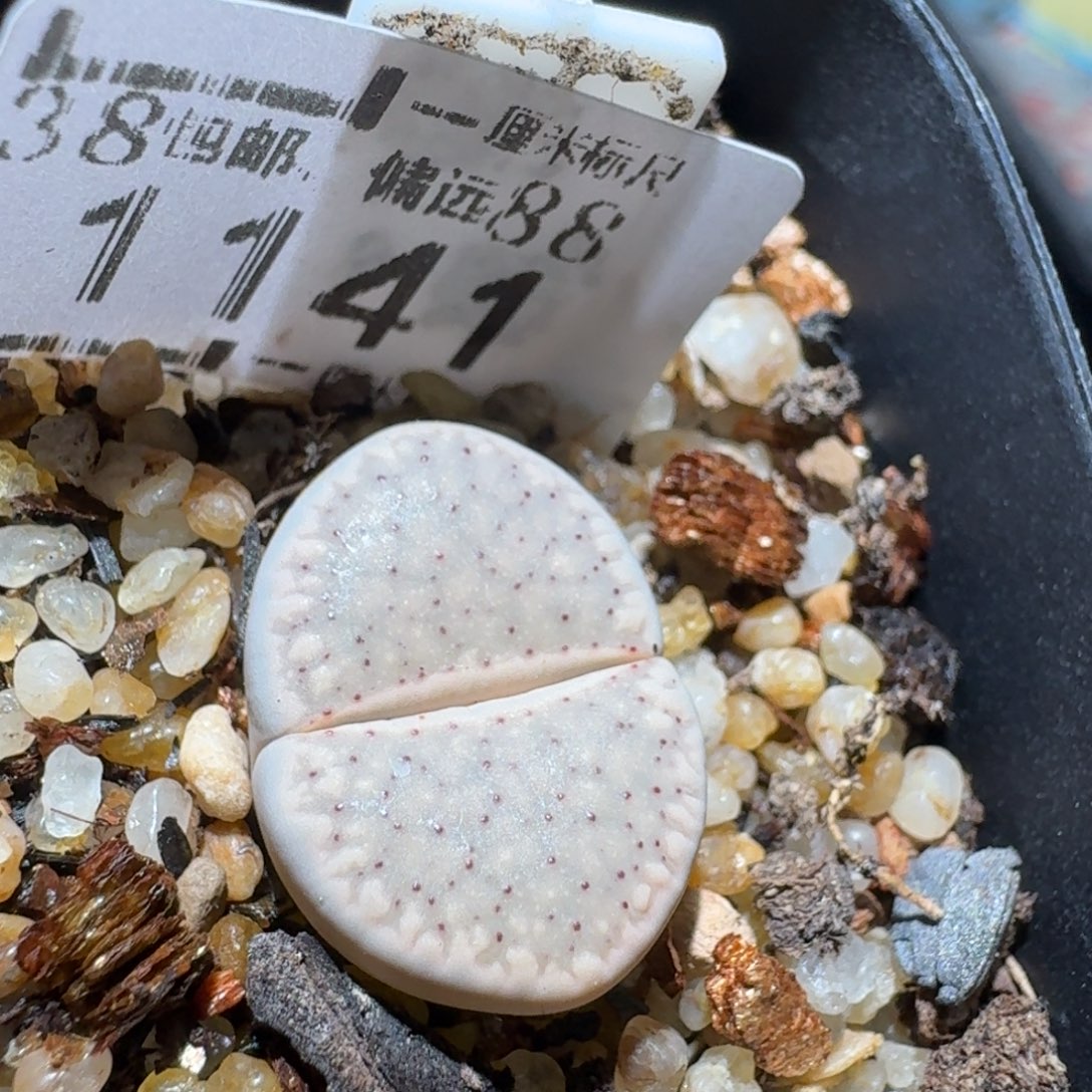 z小黄车里捡漏啦1141