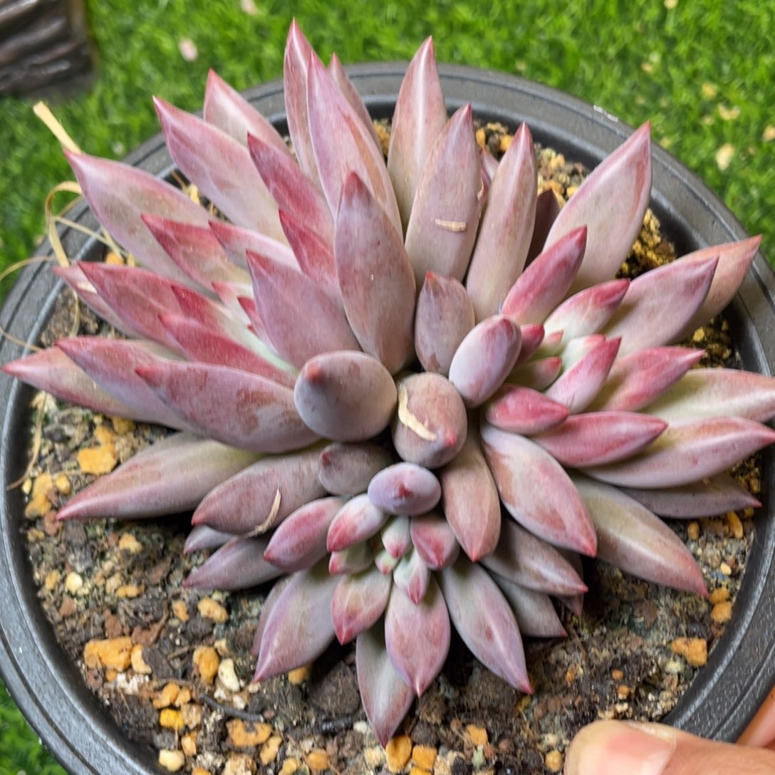 羽毛纹虞美人多肉植物