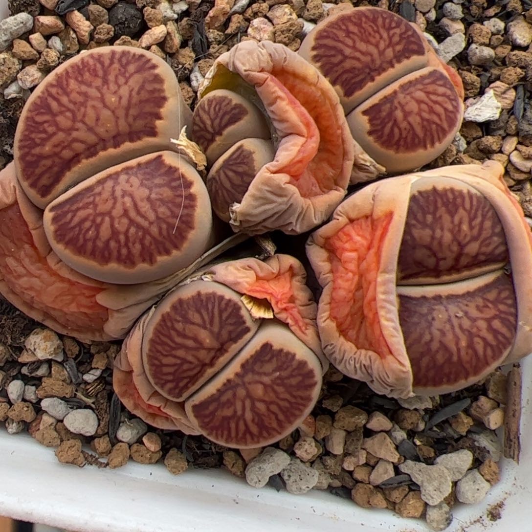 0426号 菊群 多肉植物