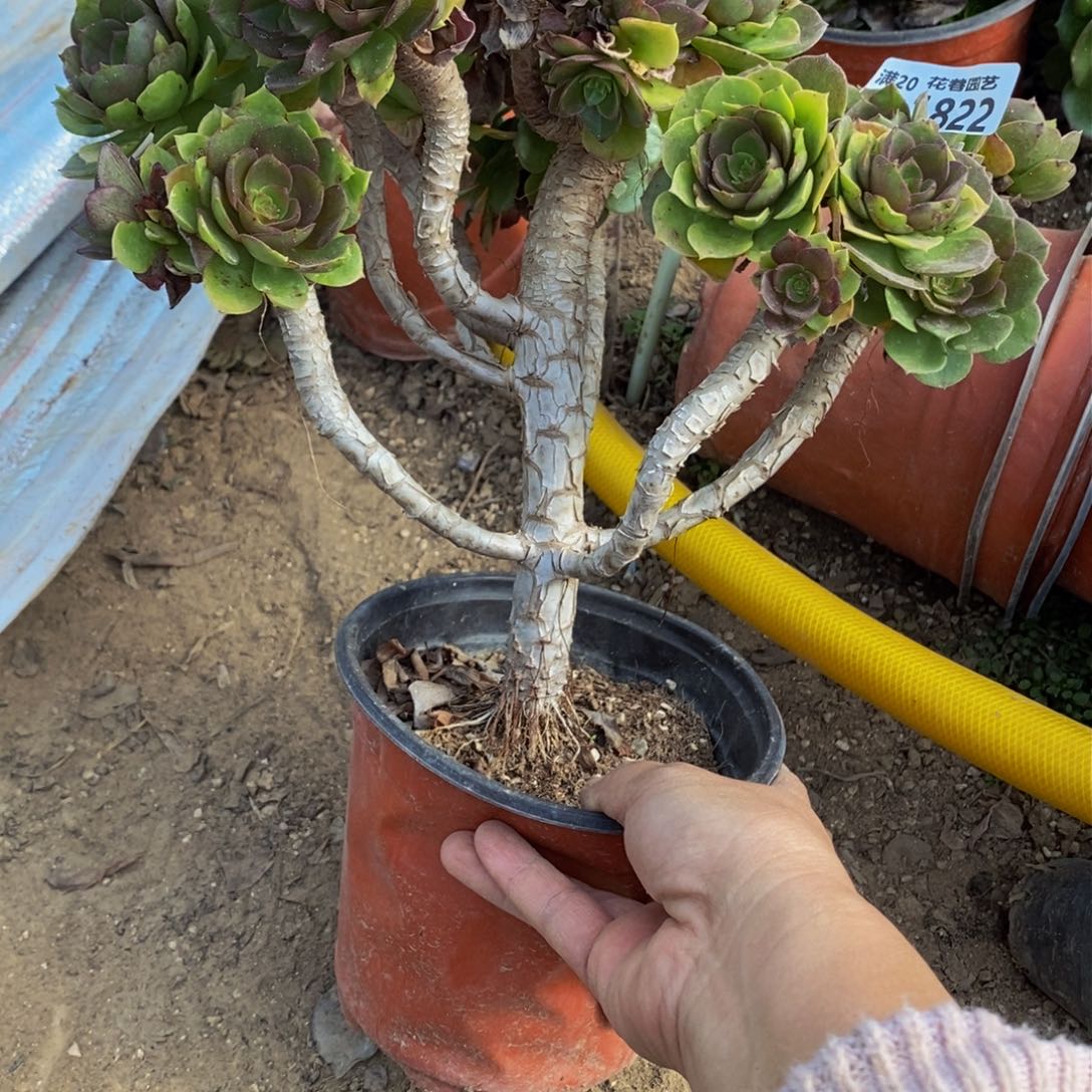 1822 不凑单顺丰到付多肉植物