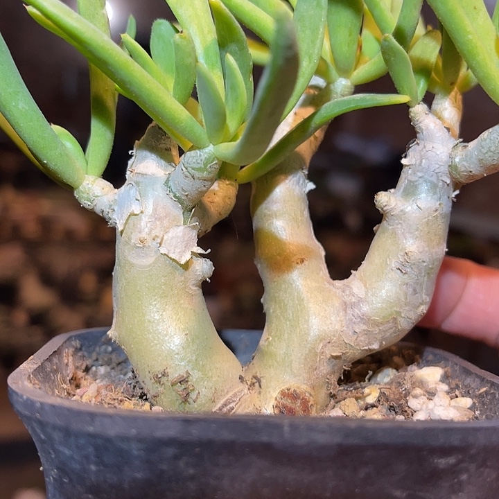 满38包邮2天凑单，脱土晾根发货多肉植物万物想