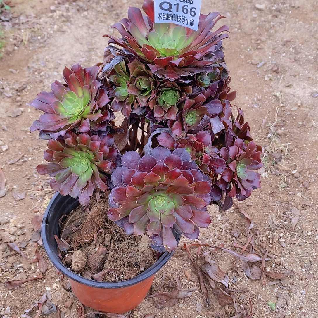 166铜壶中斑锦多肉