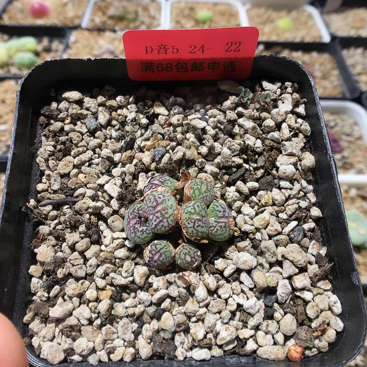 【闪购商品】5-24-22 墨小锥 20