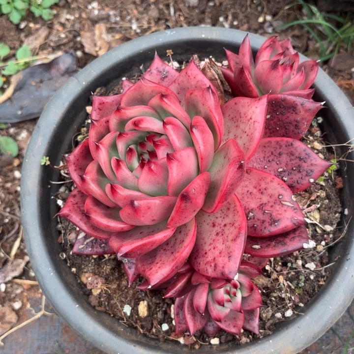 菩萨玛丽亚。15。     