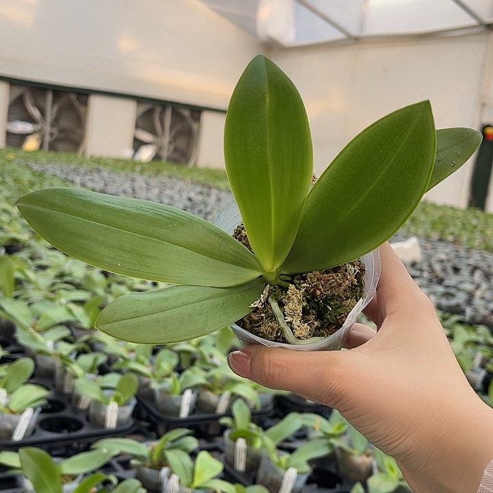 当前无花栽培后可以开花jg2349 