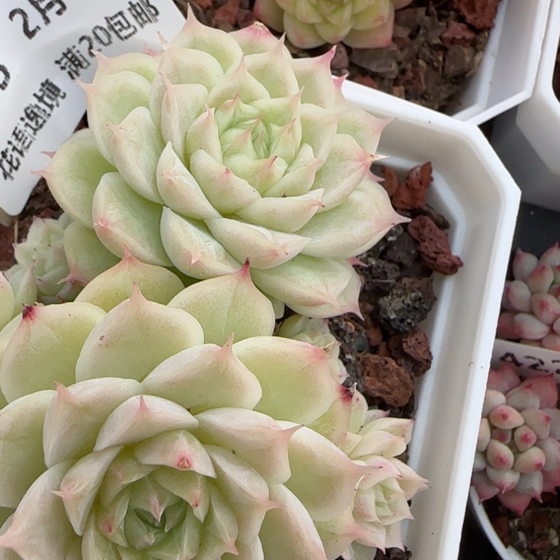 花语逸镜0201-423散